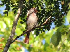 Piranga roseogularis