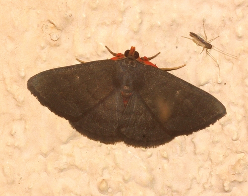 Calesia rufipalpis