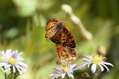 Phyciodes orseis