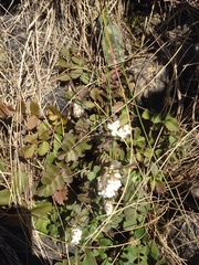 Gingidia haematitica