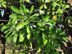 Voacanga thouarsii