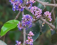 Memecylon umbellatum