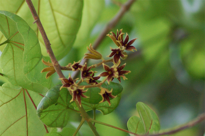 Pterygota alata