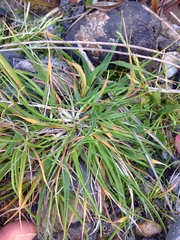 Trisetum antarcticum