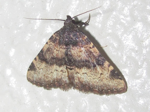 Metalectra edilis
