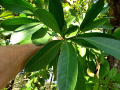 Voacanga thouarsii