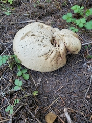 Caloboletus rubripes