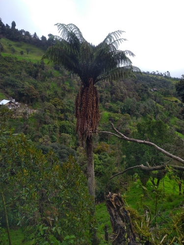 Dicksonia karsteniana, 2025-03-23
