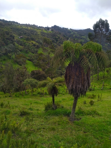 Dicksonia karsteniana, 2025-03-23