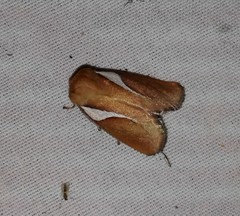 Prolimacodes trigona