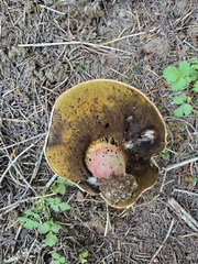 Caloboletus rubripes