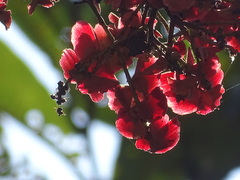 Terminalia paniculata
