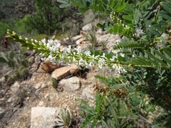 Eysenhardtia orthocarpa