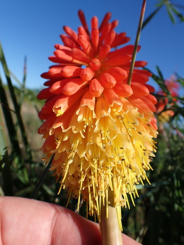 Image of Kniphofia uvaria by (c) Benjamin Lavin, some rights reserved (CC BY)