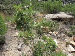 Eysenhardtia orthocarpa