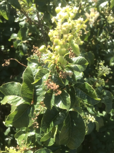 Toxicodendron × lobadioides, photograph 3