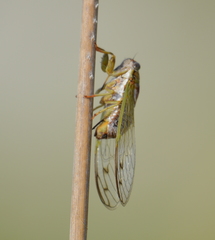 Diceroprocta olympusa