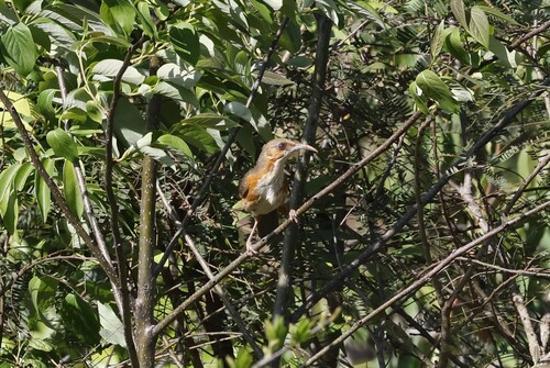 Red-eyed Scimitar Babbler (Erythrogenys imberbis), photo 8