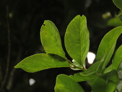 Xylosma spiculifera