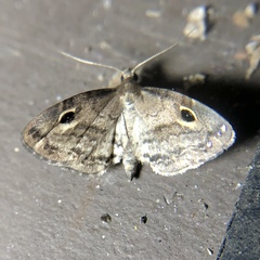 Melanomma auricinctaria