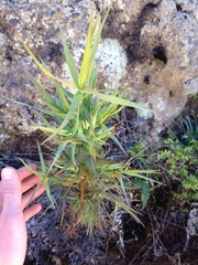 Dracophyllum trimorphum