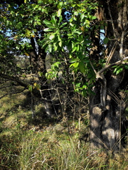 Voacanga thouarsii