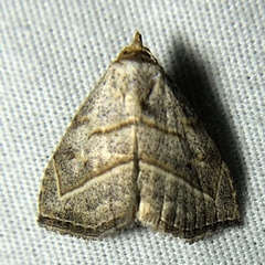 Oxycilla mitographa