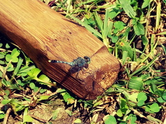 Diplacodes trivialis