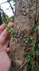 Metrosideros carminea