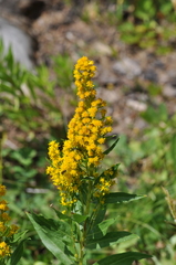 Solidago elongata