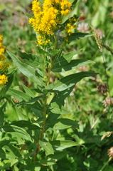 Solidago elongata
