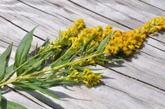 Solidago elongata