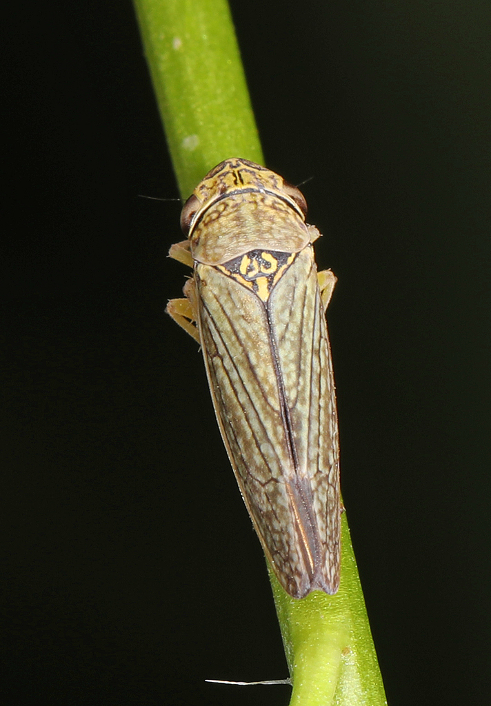 Graphocephala confluens; (c) Judy Gallagher, some rights reserved (CC BY-NC), uploaded by Judy Gallagher