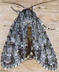 Acronicta impleta