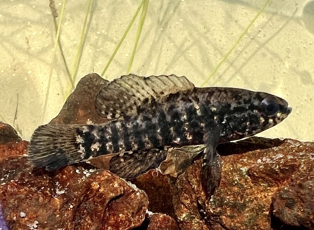 Banded Pygmy Sunfish