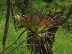 Tillandsia biflora