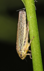Graphocephala confluens