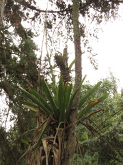 Tillandsia denudata