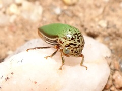Stictopelta marmorata