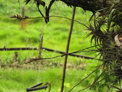 Tillandsia incarnata