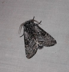 Pseudopanthea palata