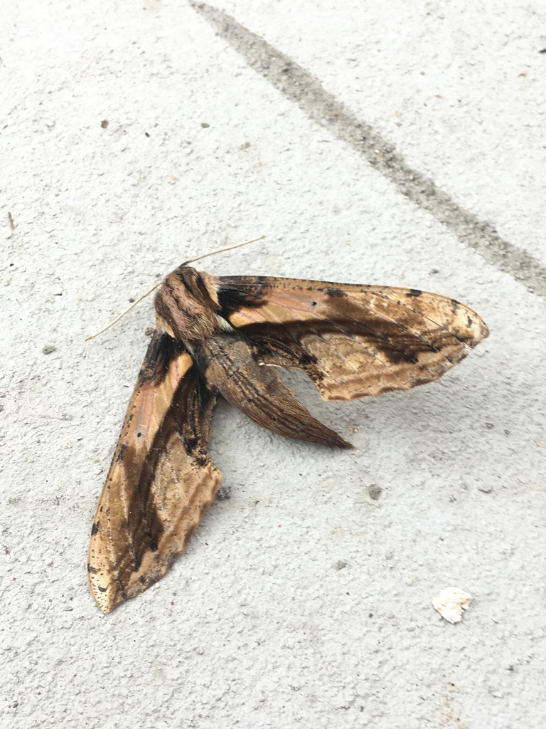 Xylophanes ceratomioides
