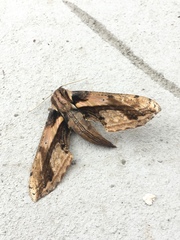 Xylophanes ceratomioides