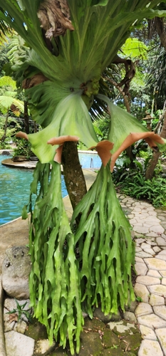 Platycerium grande, photograph 4
