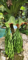Platycerium grande, photograph aubrey_moore, CC BY, iNaturalist via GBIF