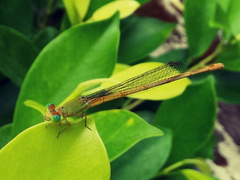 Ceriagrion coromandelianum