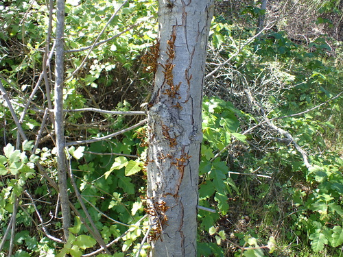 Image of gray pine dwarf-mistletoe by (c) Neal Kelso, some rights reserved (CC BY)
