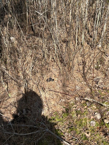 Adder