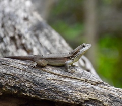 Leiocephalus macropus
