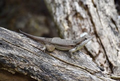 Leiocephalus macropus